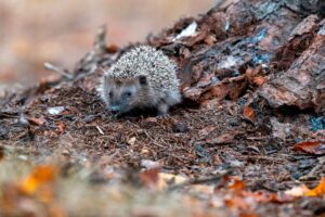 Hedgehog at the base of a log