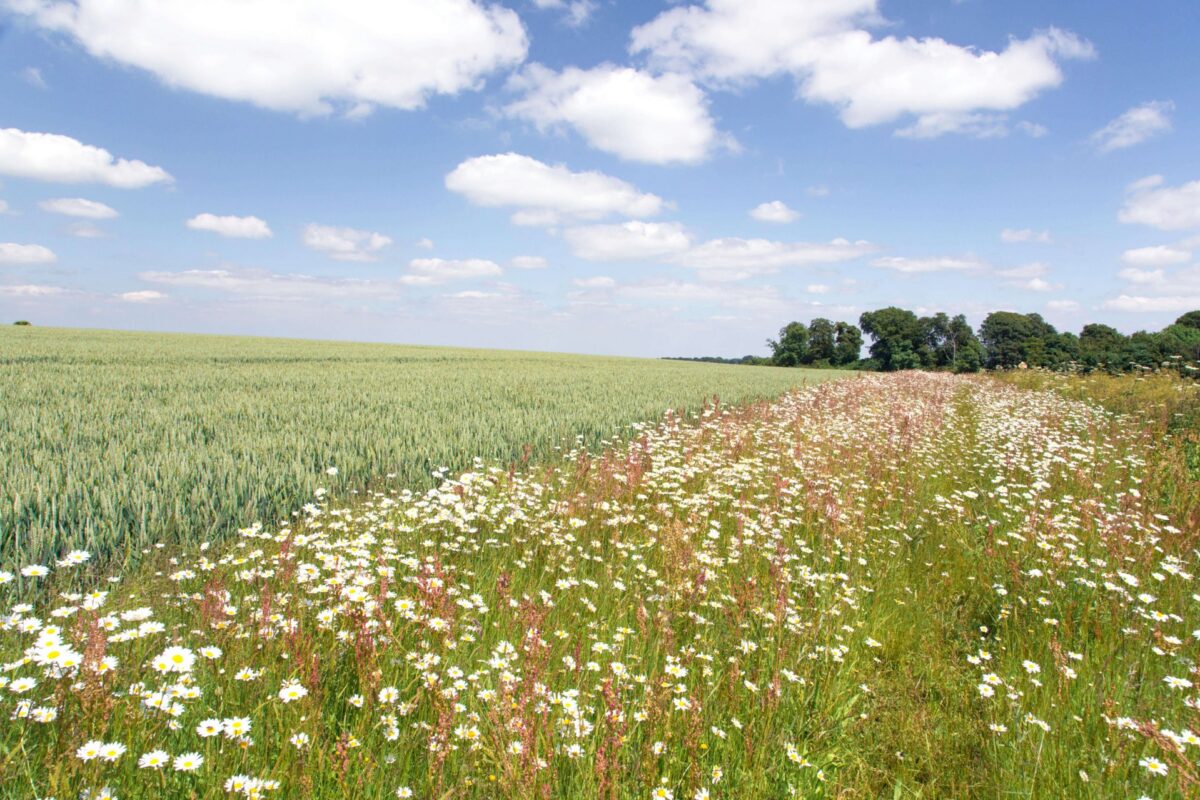 Wildflowers next to a field of wheat.
