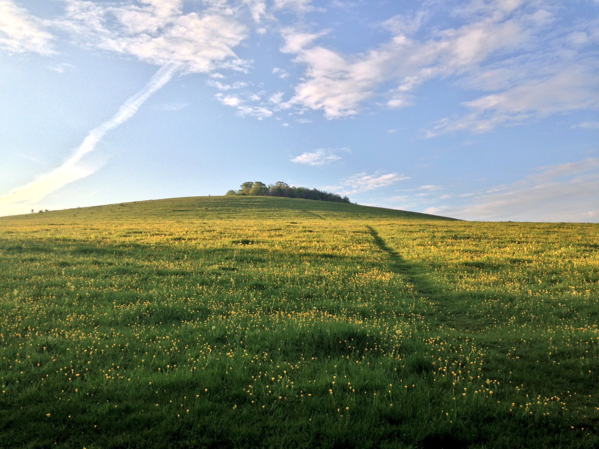 Wittenham Clumps