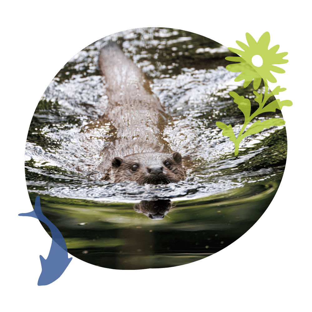 An otter swimming through a river.