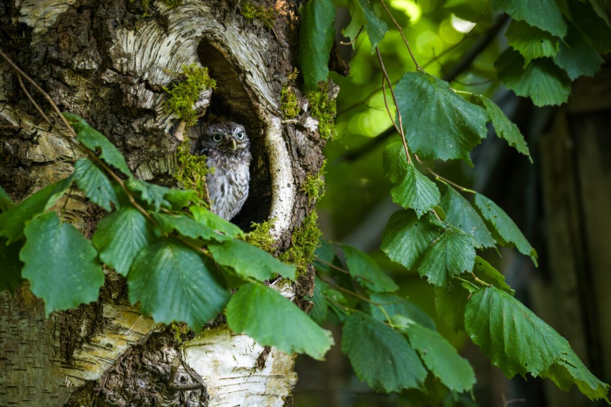 Little Owl 4 - Gemma Warr (1)
