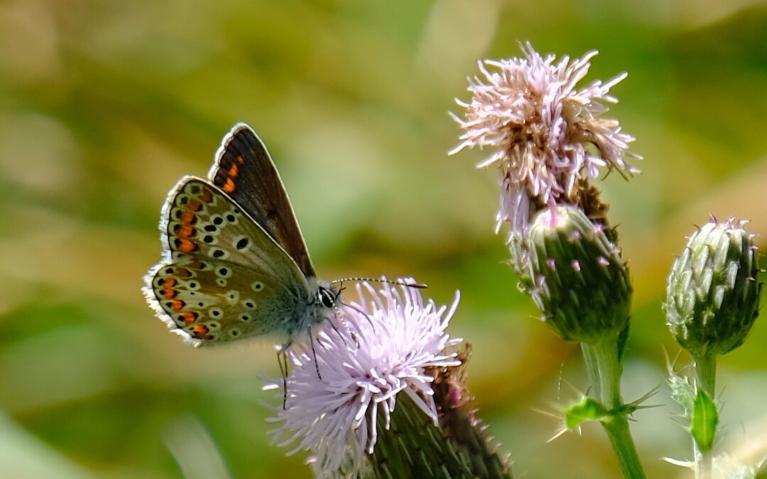 Building a picture of butterfly numbers: An exercise in applied mindfulness