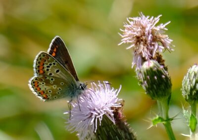Building a picture of butterfly numbers: An exercise in applied mindfulness