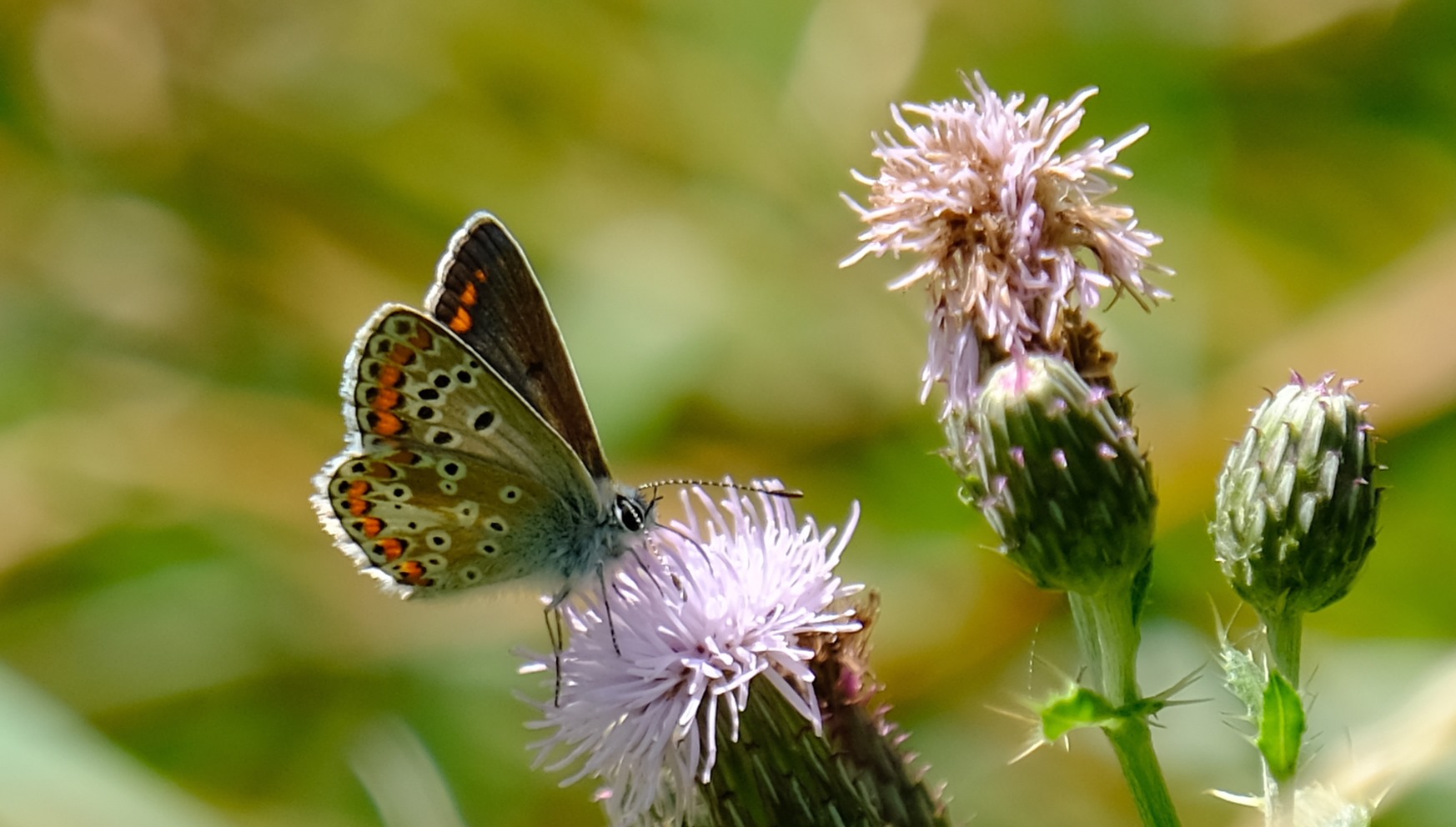 Brown Argus butterfly on a thistle. Credit: Adrian Ford