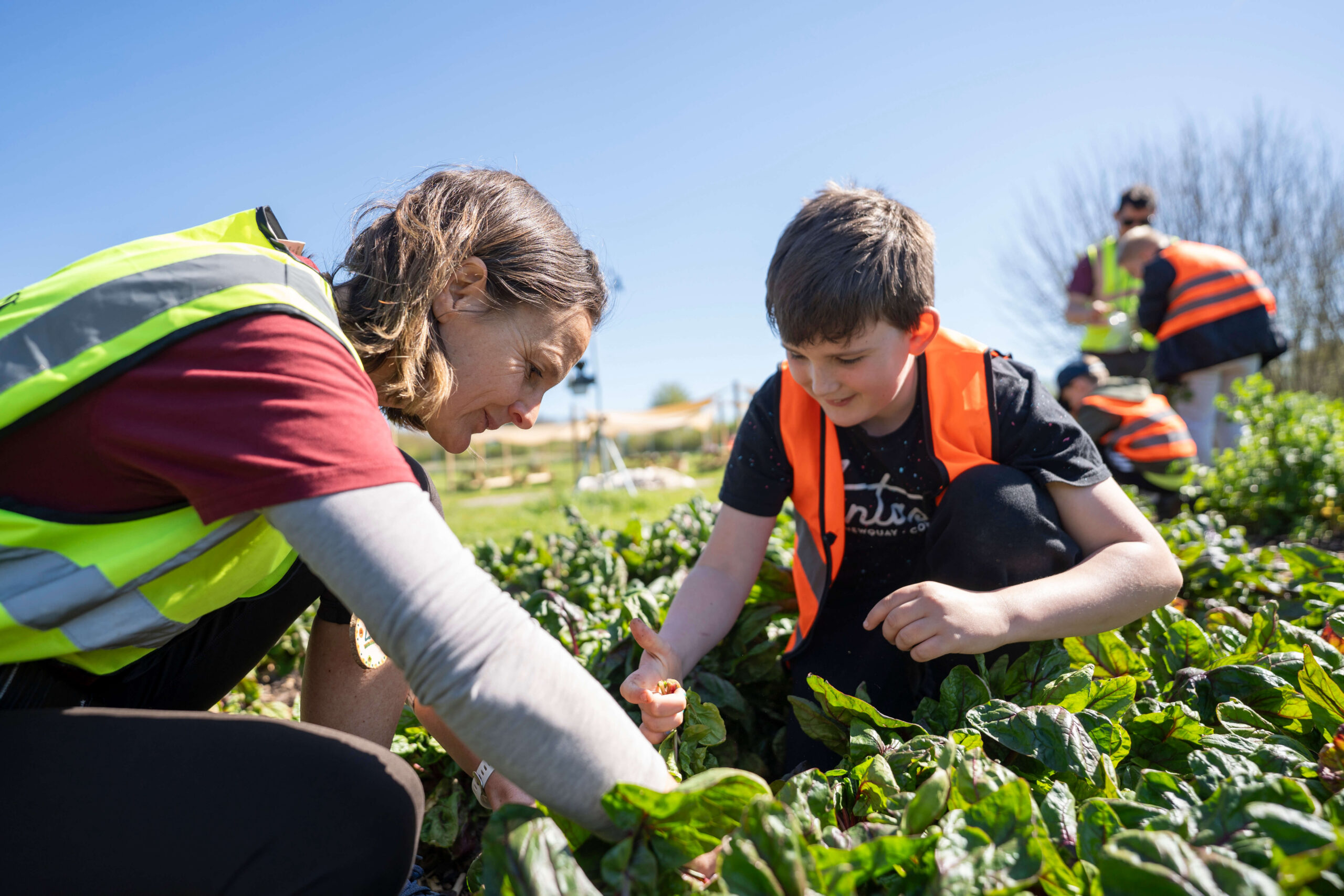 An adult and student pick veg in the Edible Classroom picking veg