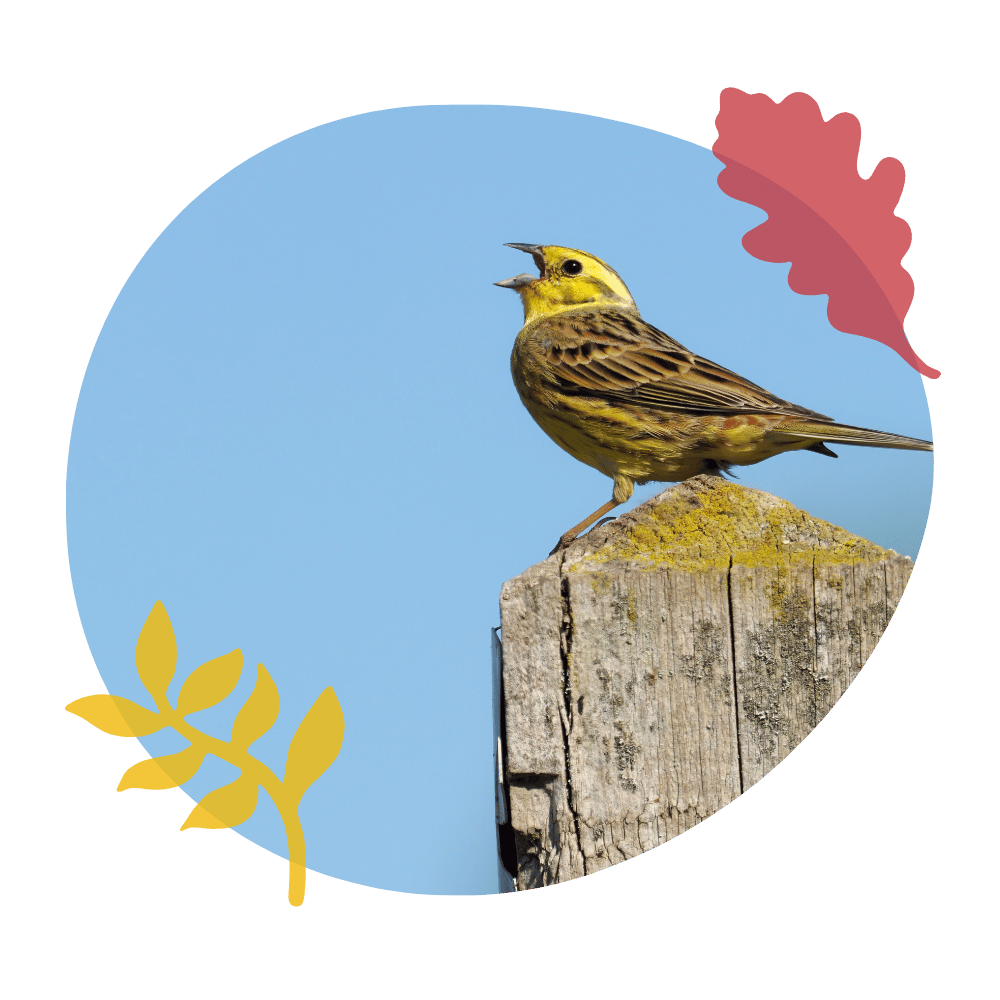 Yellowhammer sits on  post.