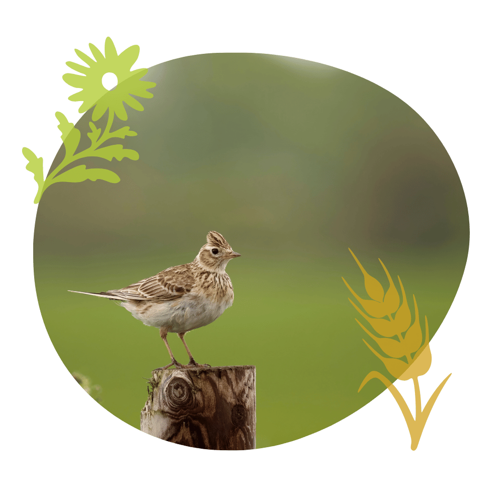 Skylark on a fencepost