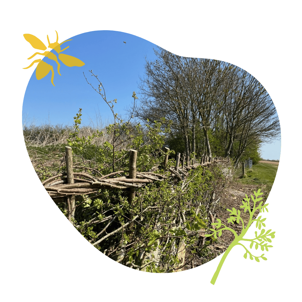 Hedgerow