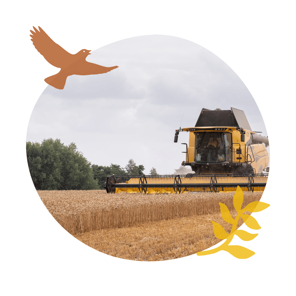 A combine harvester cutting wheat at Wittenham Clumps