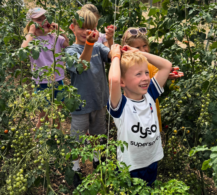Harvest at the Clumps
