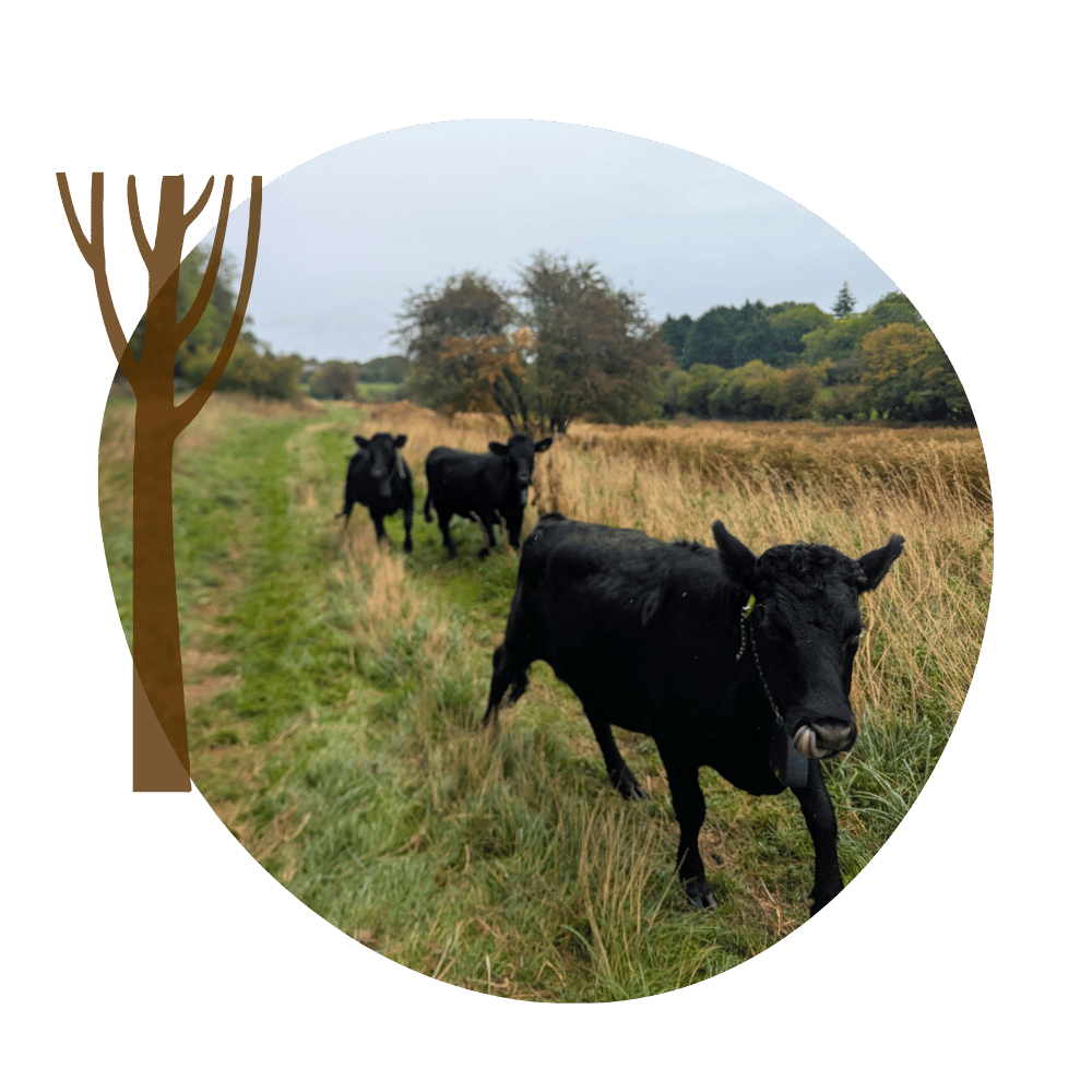 Dexter Cows, Tuckmill Meadows, Earth Trust