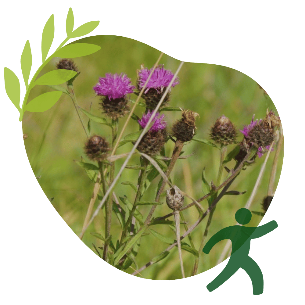 Purple Thistle Wildflower British Meadow