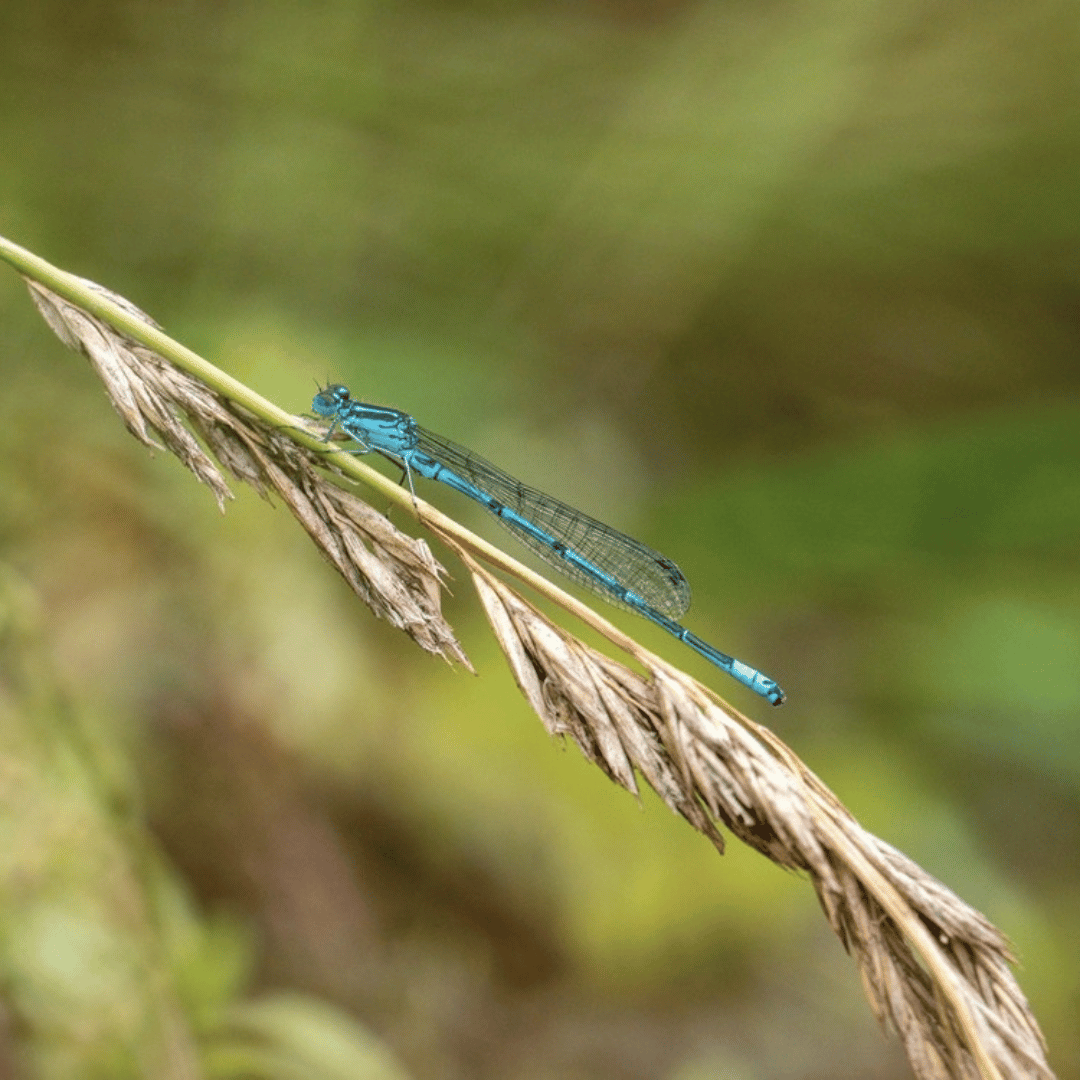 Common Blue Damselfly, Tuckmill Meadows