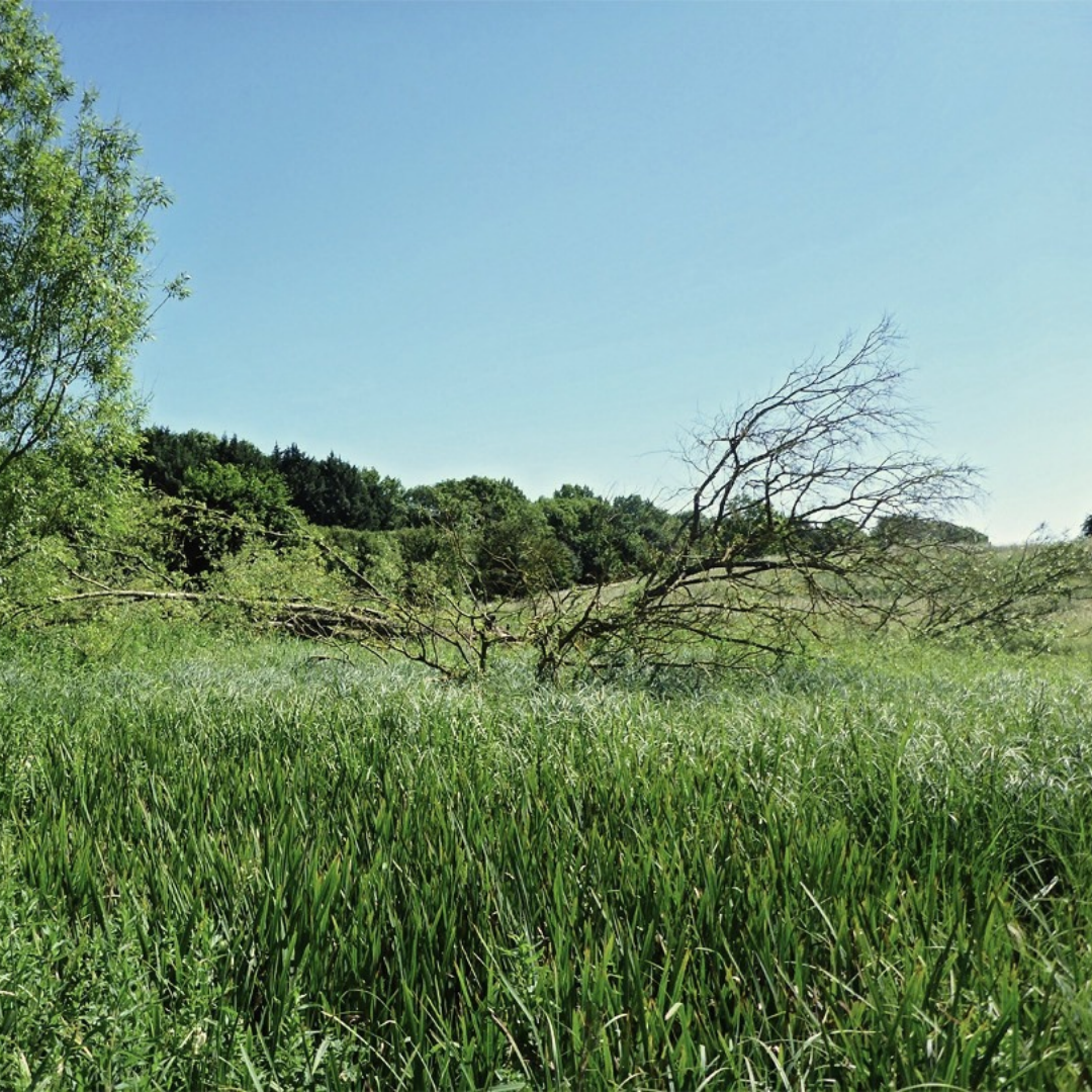Tuckmill Meadows