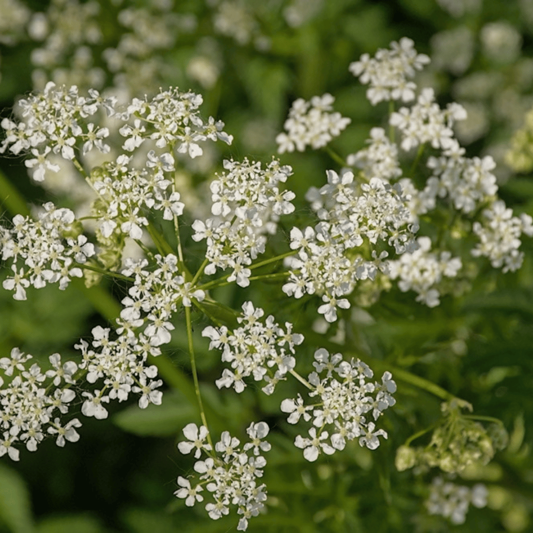 Cows parsley, Tuckmill Meadows, Earth Trust