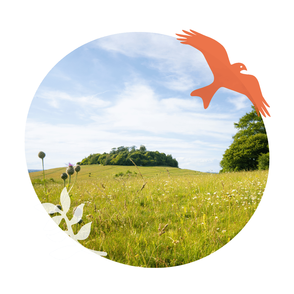 Pebble image of Brown Argus Butterfly with one bee graphic