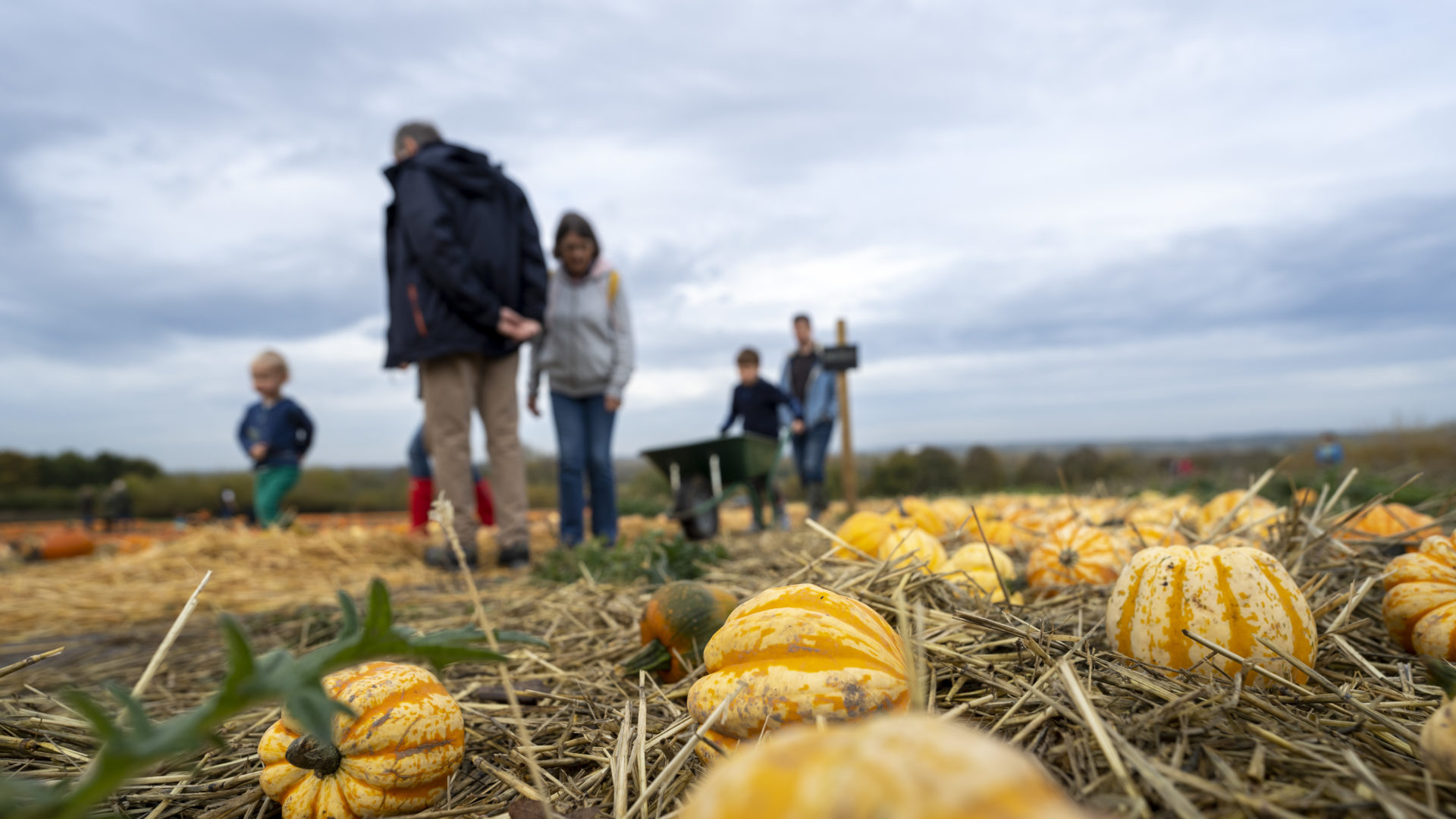 <p>Pumpkin Patch tickets on sale!<br />
Connect with nature at Earth Trust Farm this autumn with harvesting fun 27th - 31st October</p>
