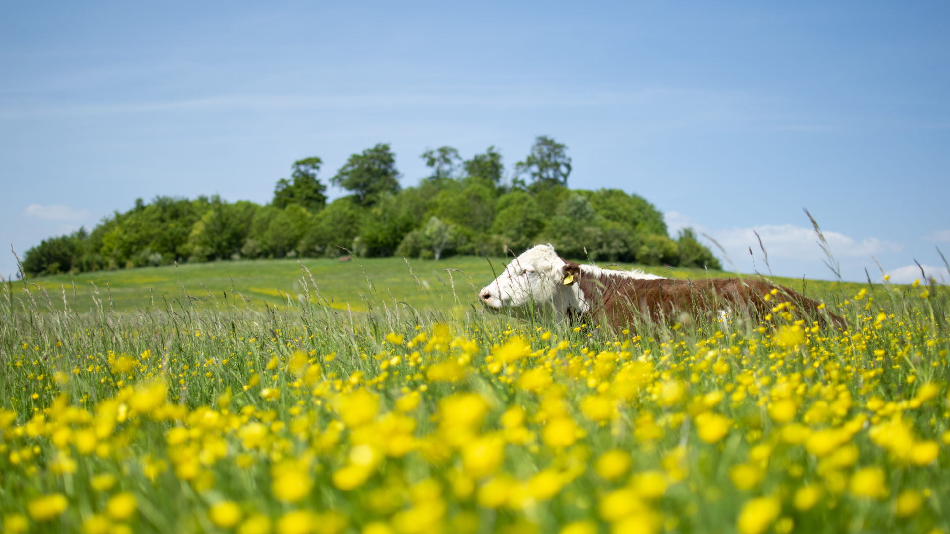 <p><b>Our green spaces are available to visit 7 days a week, 365 days a year.</b></p>
<p>We look forward to welcoming you!</p>
